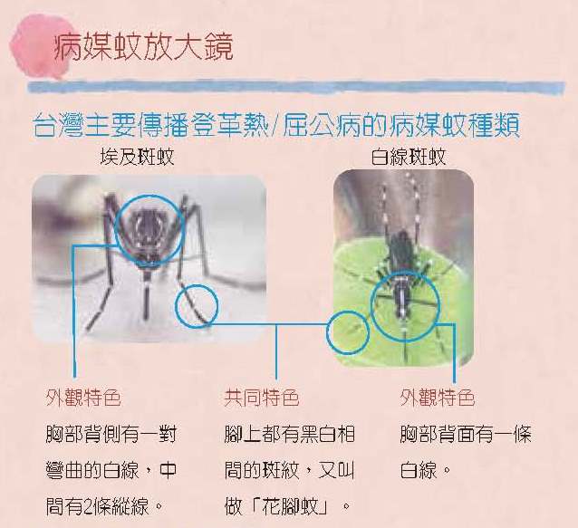 台灣主要傳播登革熱與屈公病的病媒蚊種類