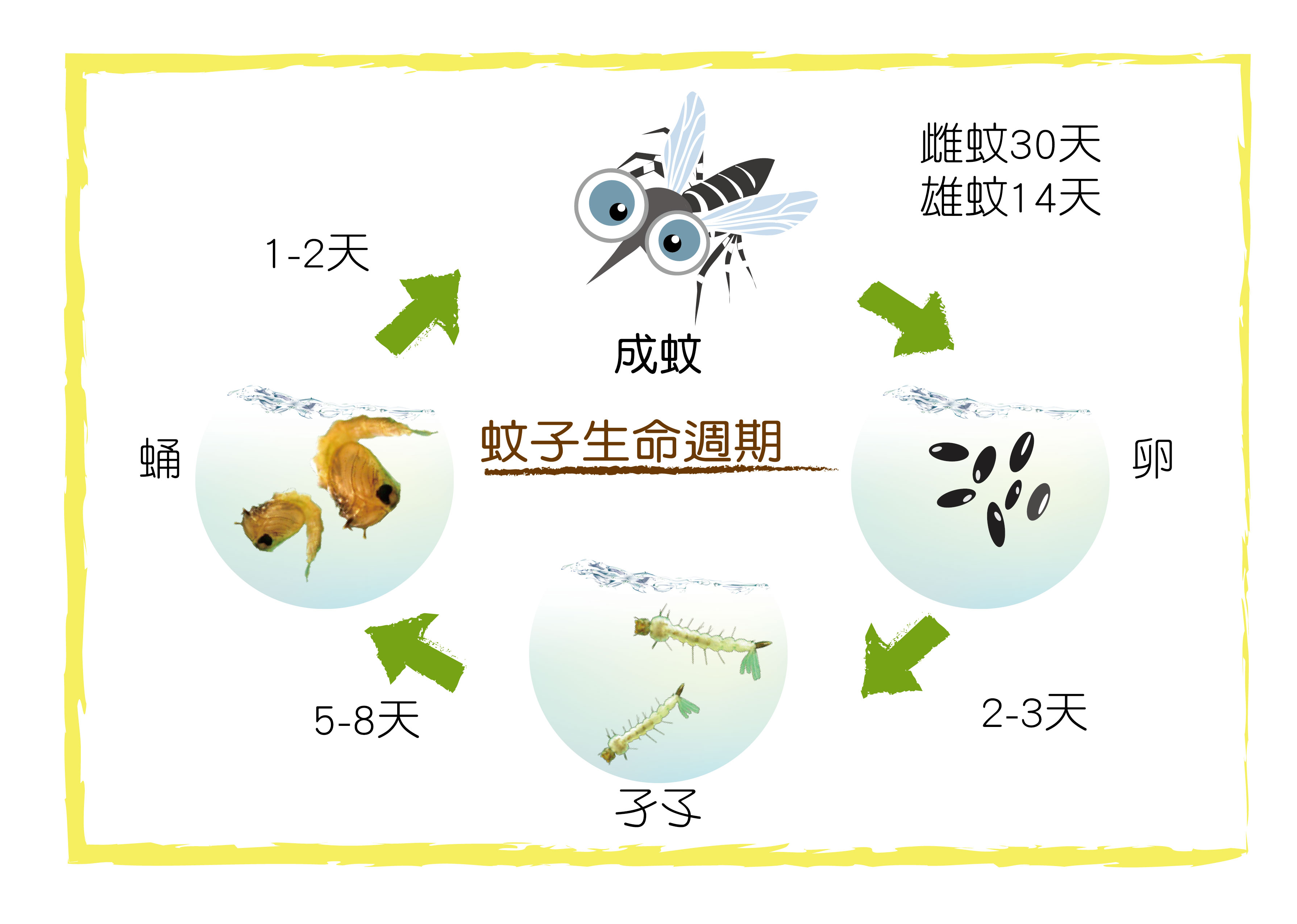 病媒蚊的生命週期